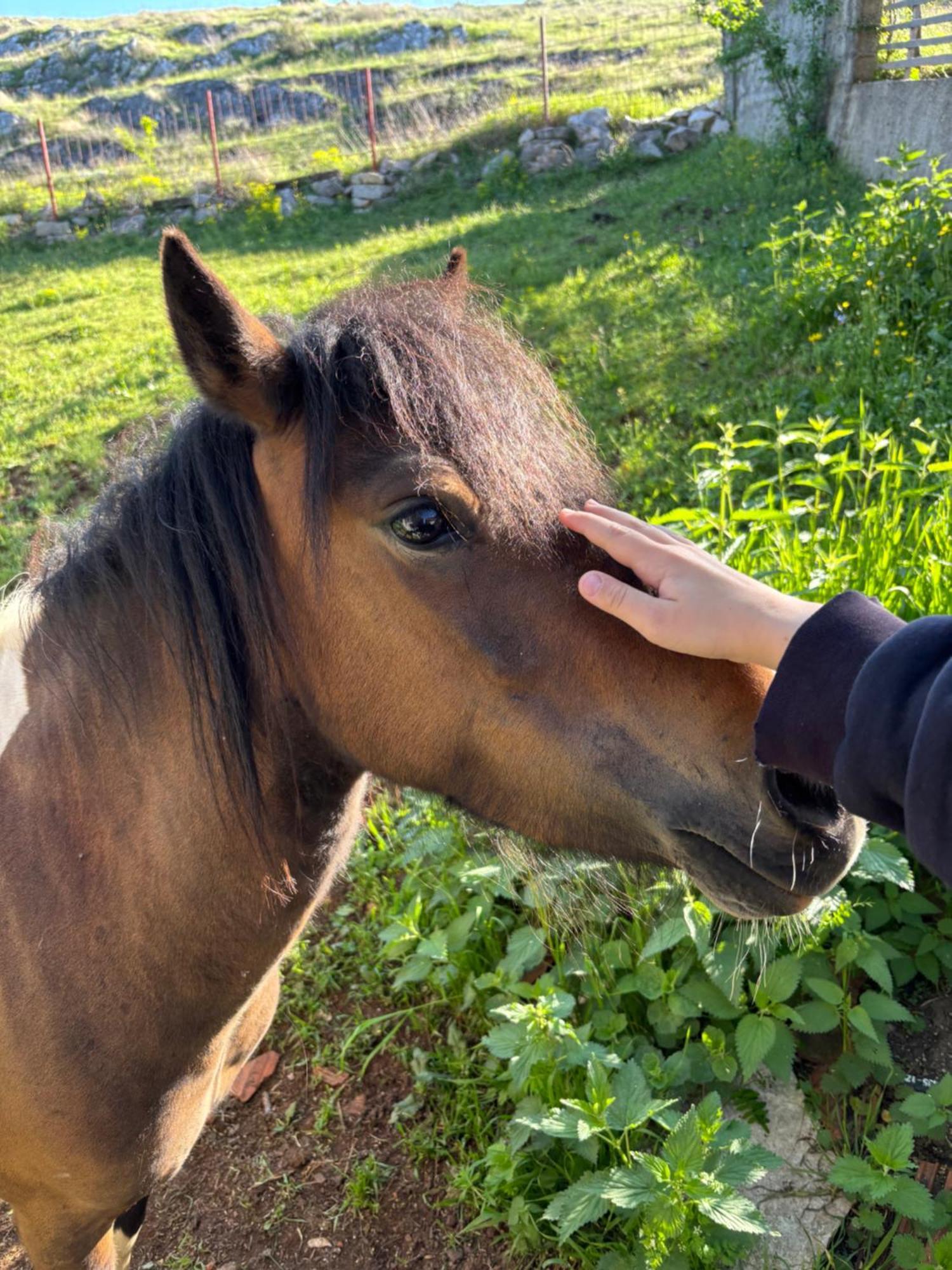 Seosko Domacinstvo Starevina Daire